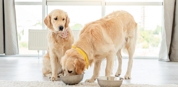 Top Canadian Dog Food Companies Modern Dog Magazine